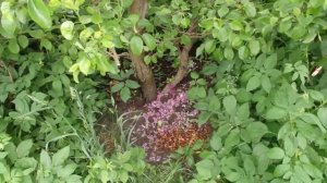 Трех разовое обрезание молодых побегов на Груши даст вам  Большое количество плодов.