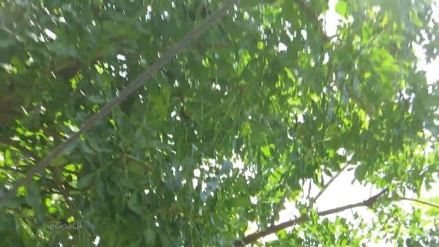 Sausage tree, fruit, pendulum смотреть онлайн