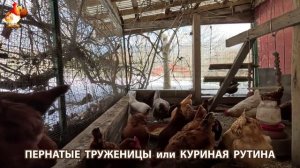 Куры несушки свободного выгула и их обычная куриная рутина – эпизод (51)