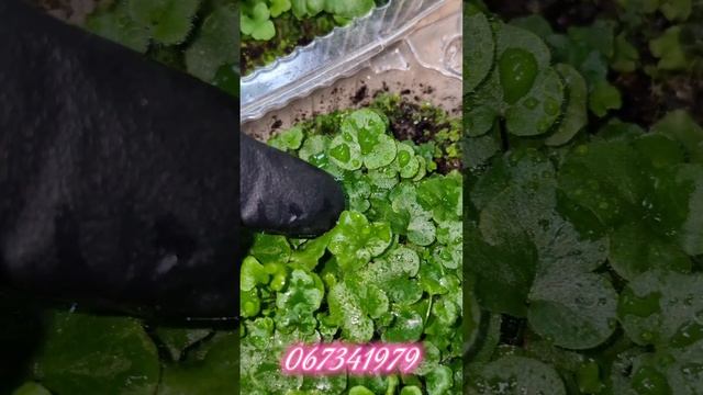 Выращивание папоротников из семян