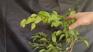 √6,√7 фикус 125 (Бонсай)