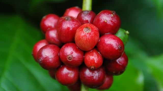 Growing better beans worldwide смотреть онлайн