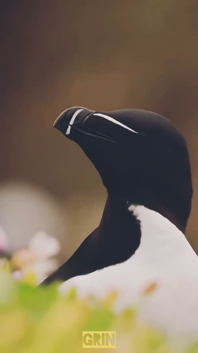 🟡Птица-бритва...🐧