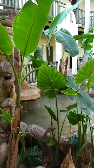 Возле нашего номера Amara Club Marine Кемер, Турция, 4.07.2020 смотреть онлайн