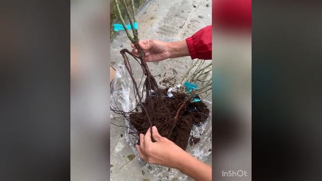 Посылка роз из питомника Розы вдохновения