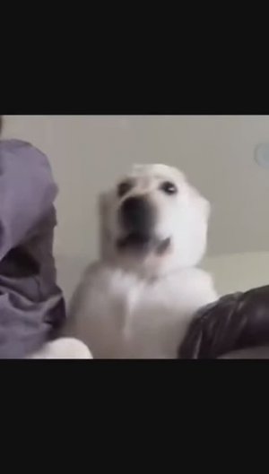 Собака смеется