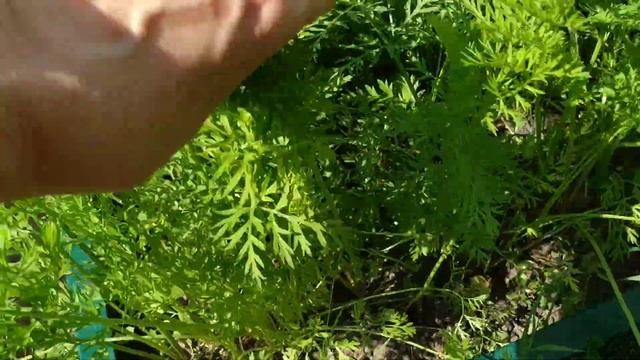 14.07.2021. Жара в Москве и Подмосковье. смотреть онлайн