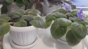 Почему у Фиалок желтеют или краснеют листья? Азот и фосфор в жизни растений.