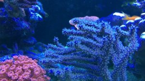 Горгонария Plexaura flexuosa