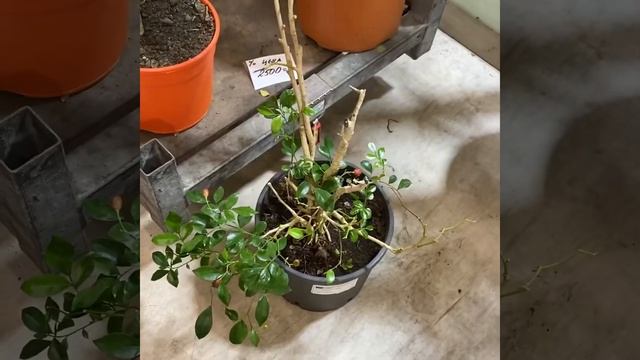 Обзор 29 марта 2 часть смотреть онлайн