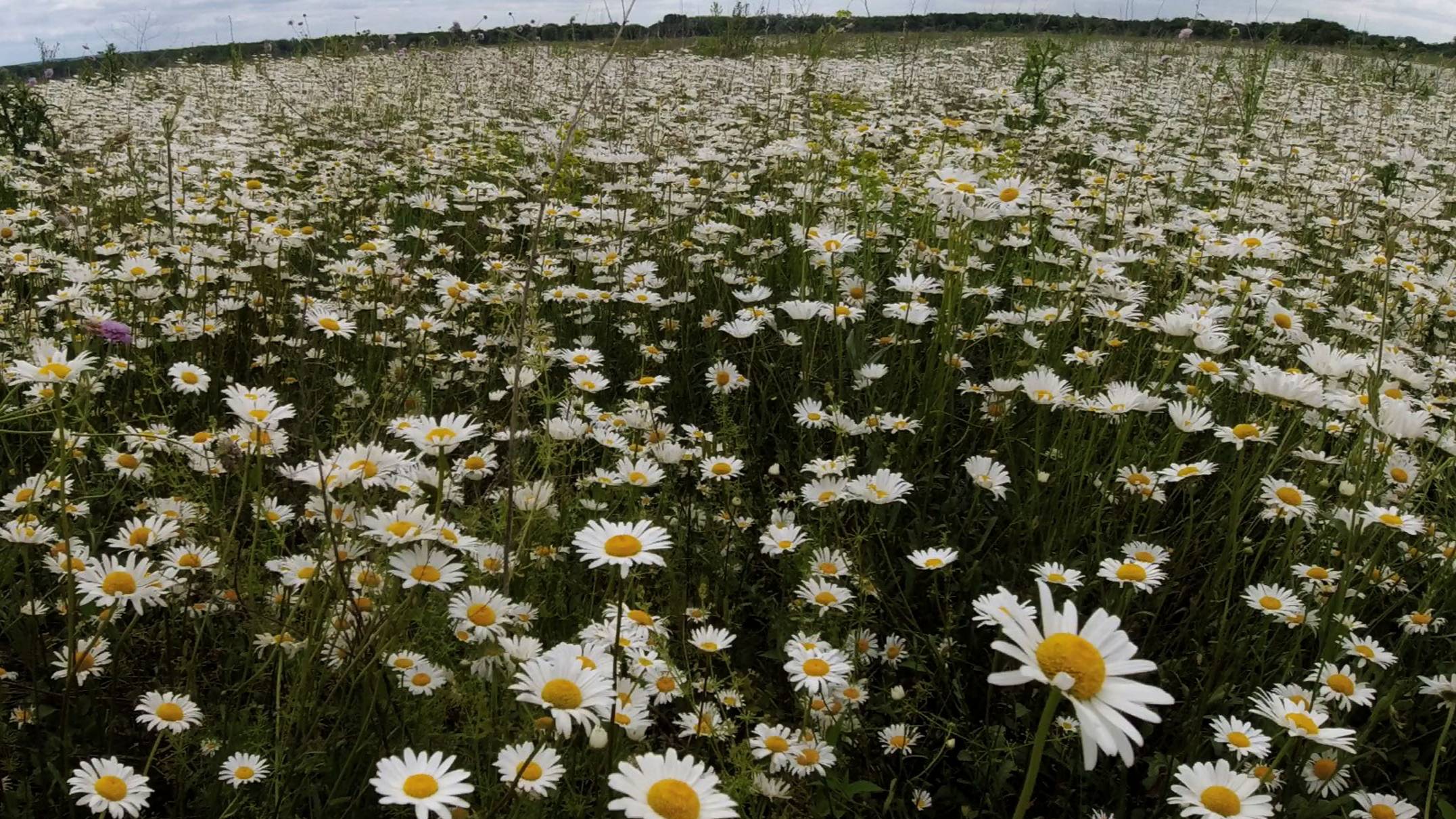 Рыбалка в Ромашковых полях на реке Сок Самарской области с донками ловим окуня на живца смотреть онлайн