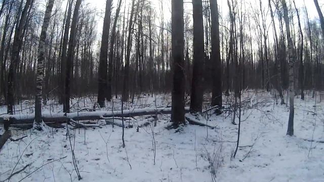 Солонец. Подвалка осин и закладывания соли. смотреть онлайн