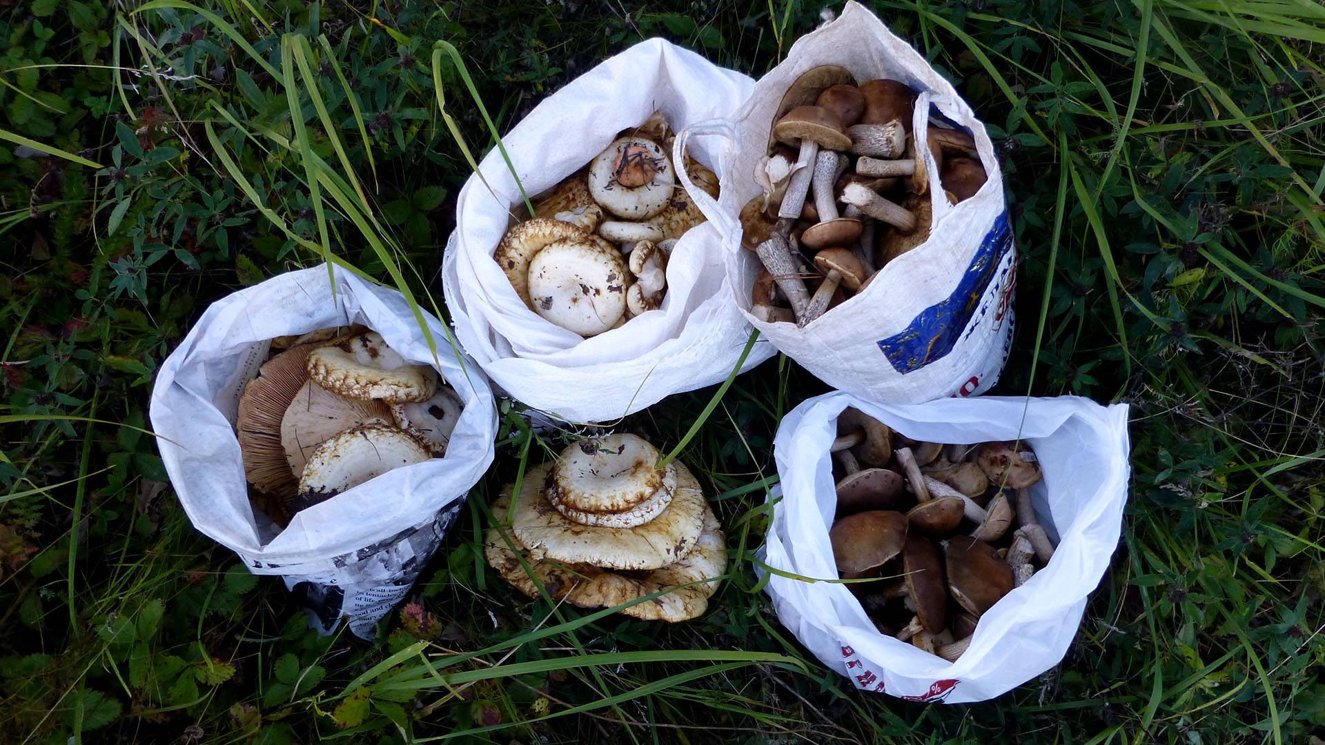 За 2 часа накосили Груздей, Рыжиков, Подберезовиков и Волнушек Гриб Рамария смотреть онлайн