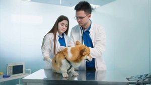 🐾 Как сохранить кожу питомца здоровой?