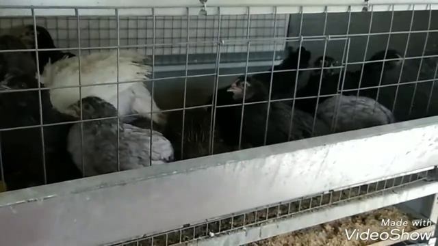 Я снова экспериментирую🤗😂 Как облегчить труд птицевода?! смотреть онлайн