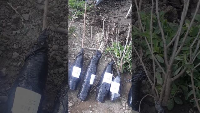 Распаковка заказа с Агромаркет24 (в двух частях)(2) смотреть онлайн