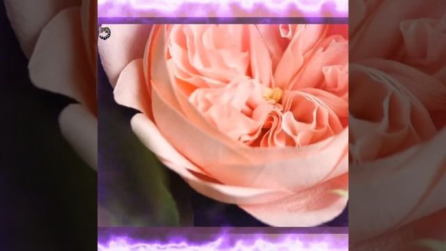 ОЧАРОВАТЕЛЬНЫЙ ЦВЕТОК ДЖУЛЬЕТТЫ смотреть онлайн