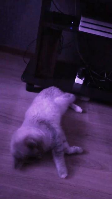 Котэ под мятой смотреть онлайн