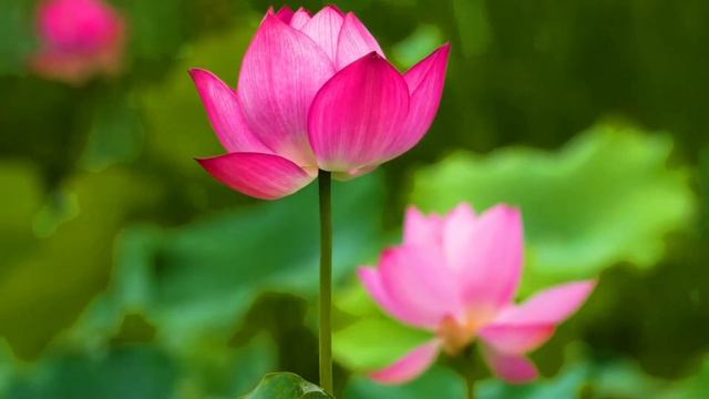 Джеймс Ласт Одинокий пастух 🎶🎶🎶 Релаксация 🎶🎶🎶 @terriblearchive@user-wy3od4yr1y смотреть онлайн