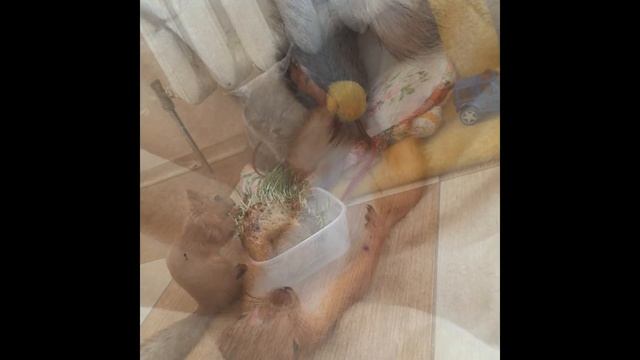 бельчонок Дуся смотреть онлайн