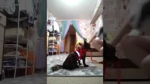 дрессирую свою собаку