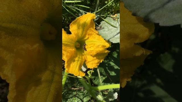 Тыква цвет смотреть онлайн