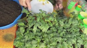 ПОСЕВЫ 2025-49. Частичная ВЫБОРОЧНАЯ пикировка Томатных Гномов.