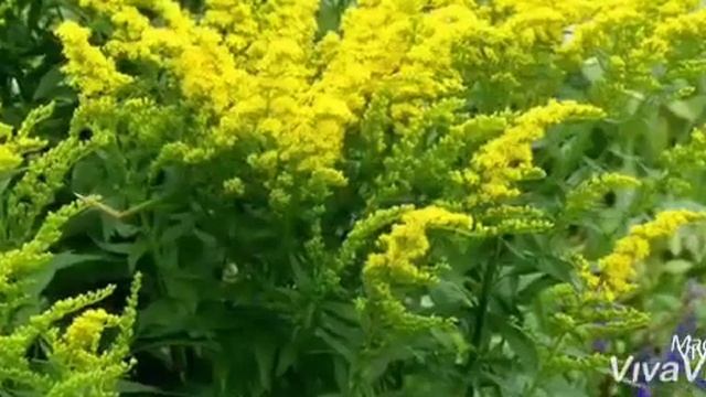 TEAVITALL STEP 12Чайный напиток для оздоровления суставов смотреть онлайн