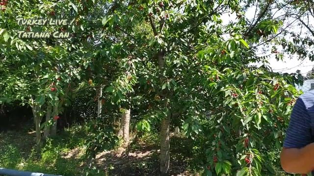 VLOG_Наш завтрак_В магазин_Купили подушки😁_Ужин в огороде_На участок _Домашнее видео с мужем_Турция смотреть онлайн