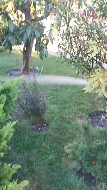 Зелёные растения . смотреть онлайн