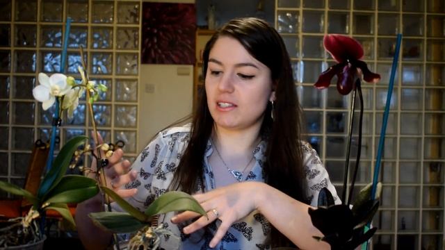 Papucsorchidea alap tudnivalók | Vénuszpapucs avagy a Paphiopedilum nemzetségről смотреть онлайн