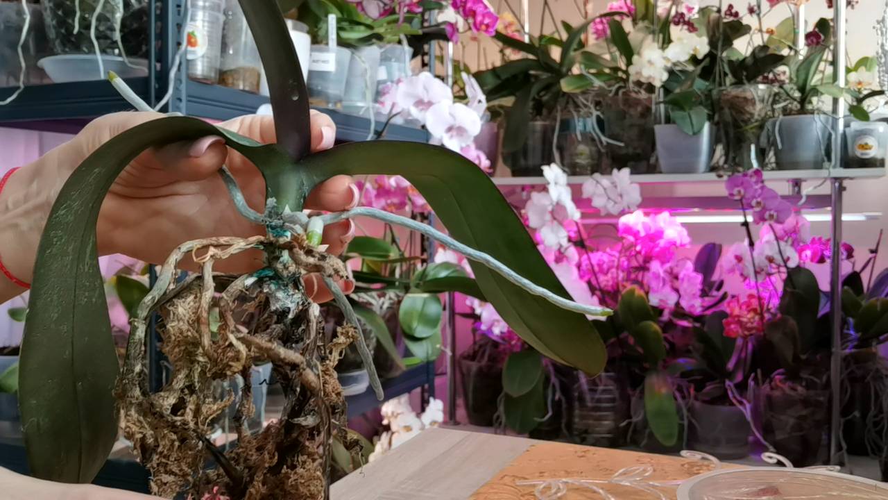 Пропали корни Несчастье помогло| Разбила аппаратуру 😱| Пересадки орхидей| Триферн не понравился