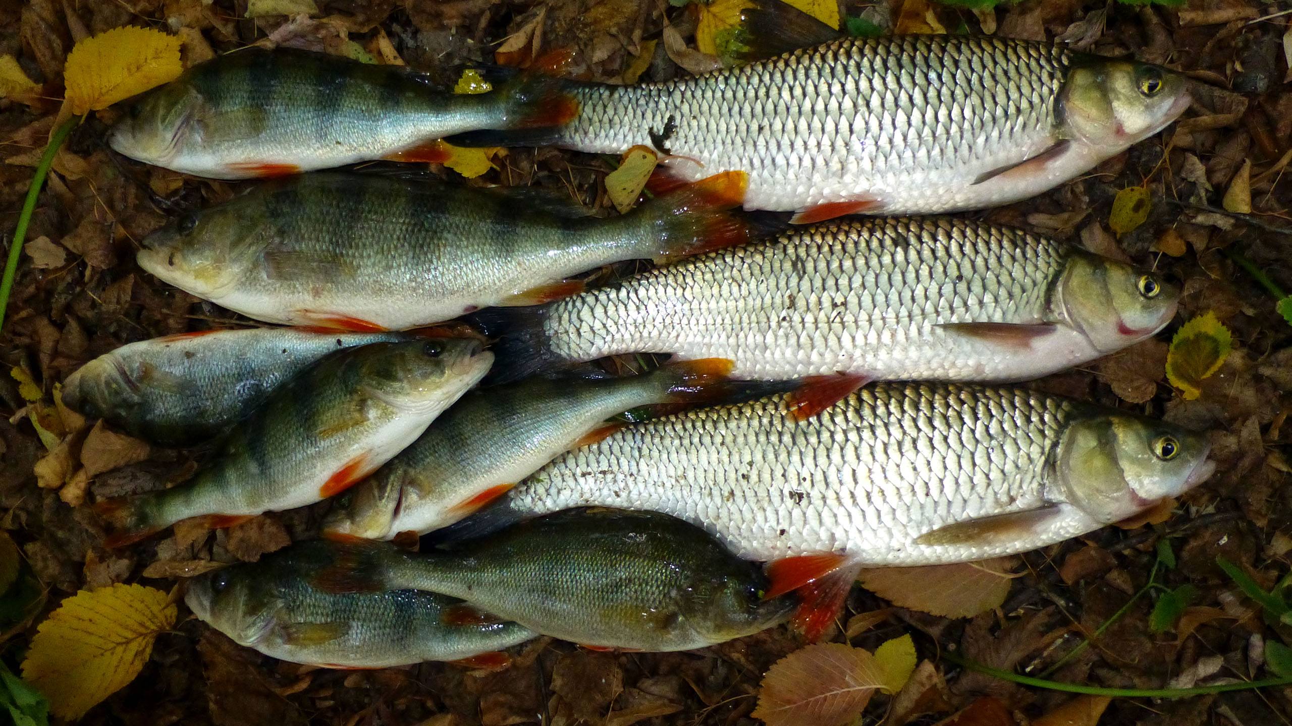 За полчаса откупились по рыбе! Крупный Окунь, Голавли на донки, рыбалка на реке Сок смотреть онлайн