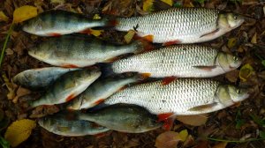 За полчаса откупились по рыбе! Крупный Окунь, Голавли на донки, рыбалка на реке Сок