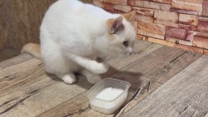 А вы так умеете?…)