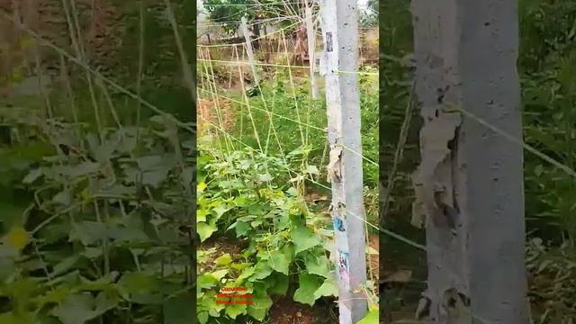 Cucumber | VNR SEED | KUMUD Variety | Organic cucumber | Huge productuon |Buddhadevjana смотреть онлайн