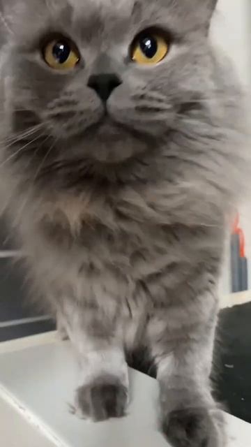 Самая красивая кошка России. смотреть онлайн