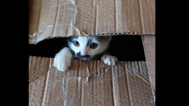 Котята выросли немножко.