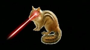 ПОПУГАЙ БАРСУК МЫШЬ КРЫСА БУРУНДУК  1 ЧАС!