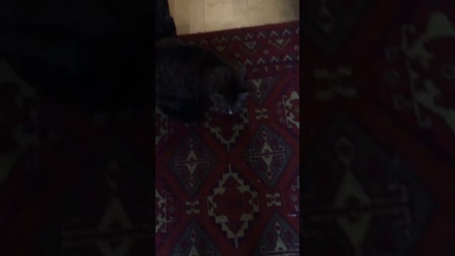 Кошка в бешенстве ( конфета мятная ) смотреть онлайн