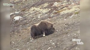 LibraryLook: Muskusos - Musk Ox - Ovibos moschatus