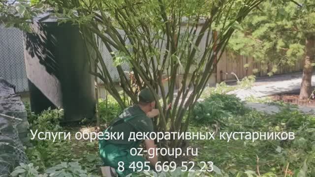 Услуги обрезки декоративных кустарников на даче. Выезд Агрономов по Москве и области. Звоните!