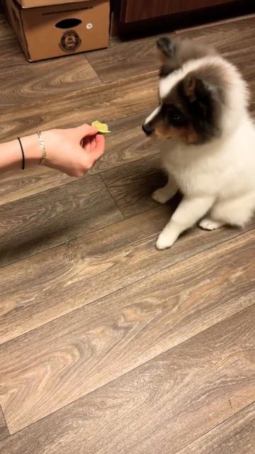 Puppy LIME time🤣😀🍊🍋🍓🫐🍍🥭лайм тайм смотреть онлайн