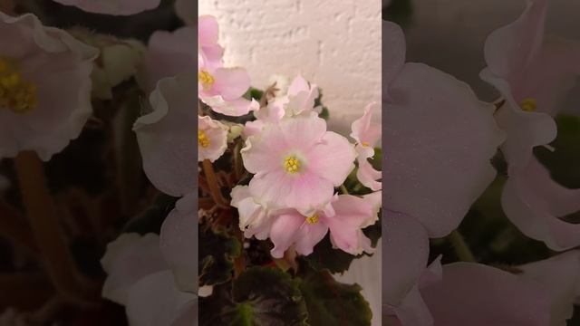 Обзор цветущих фиалочек 22.05.2024 смотреть онлайн