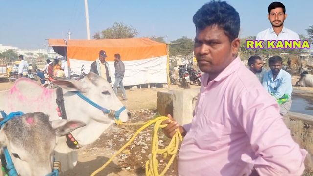 milk teeth bulls prices in pebbair market-pebbair cattles market-pebbair santha-ox video-oxen marke смотреть онлайн