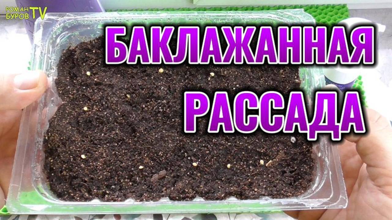 Баклажаны 🍆 проросли через несколько дней 😱 Как вырастить крепкую рассаду в домашних условиях 🌱 смотреть онлайн