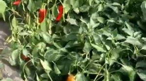 Перец Любовь F1