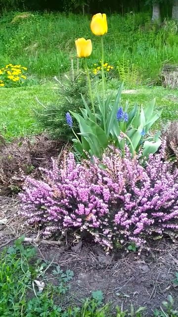 Цветет ЭРИКА. смотреть онлайн