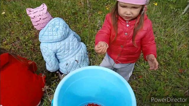 Собираем ягоды🍓🤭Собираем веники💪Все в работе 😉 смотреть онлайн