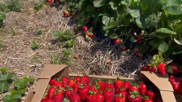 Свежая клубника с доставкой до квартиры смотреть онлайн